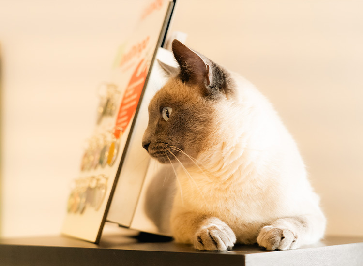 Weiße Katze mit grauem Gesicht versteckt sich hinter einem Schild.