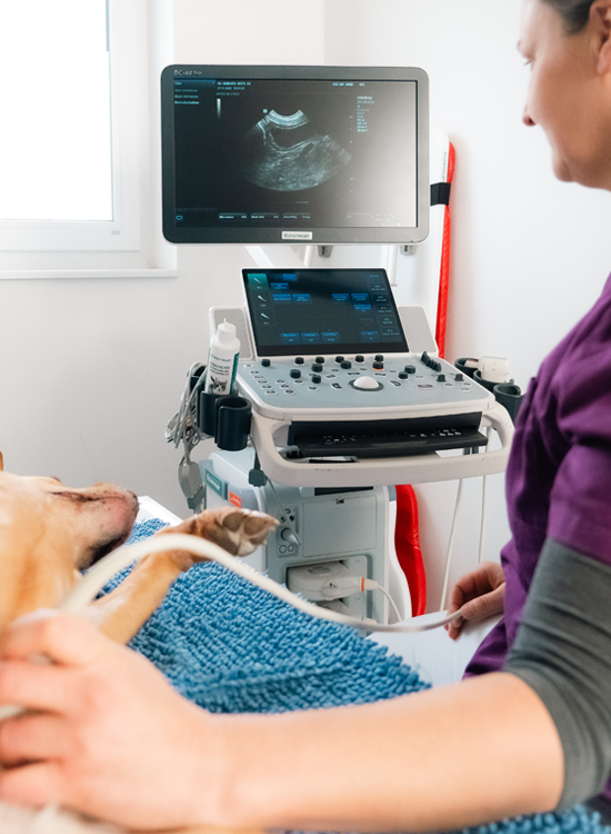 martina schwaiger macht ultraschall bei hund